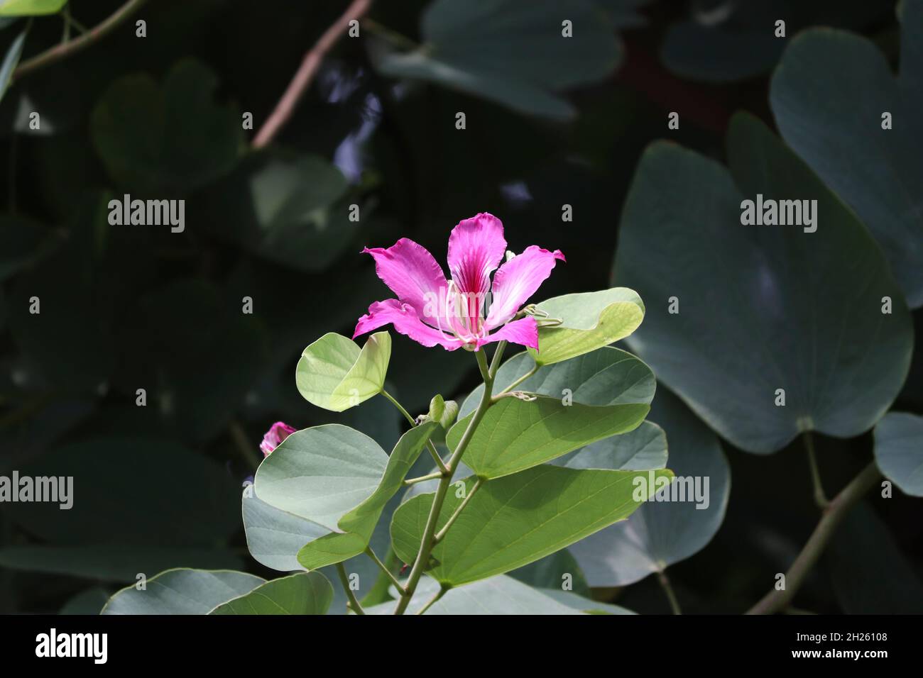 Bauhinia fiore immagine. Immagine di petalo, impollinazione rosa fiore di colore è naturale bello Foto Stock