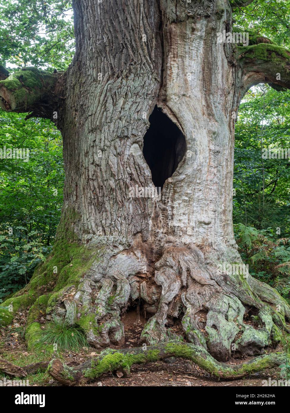 Vecchi alberi di quercia nella riserva naturale protetta giungla Sababurg, Weserbergland, Germania Foto Stock