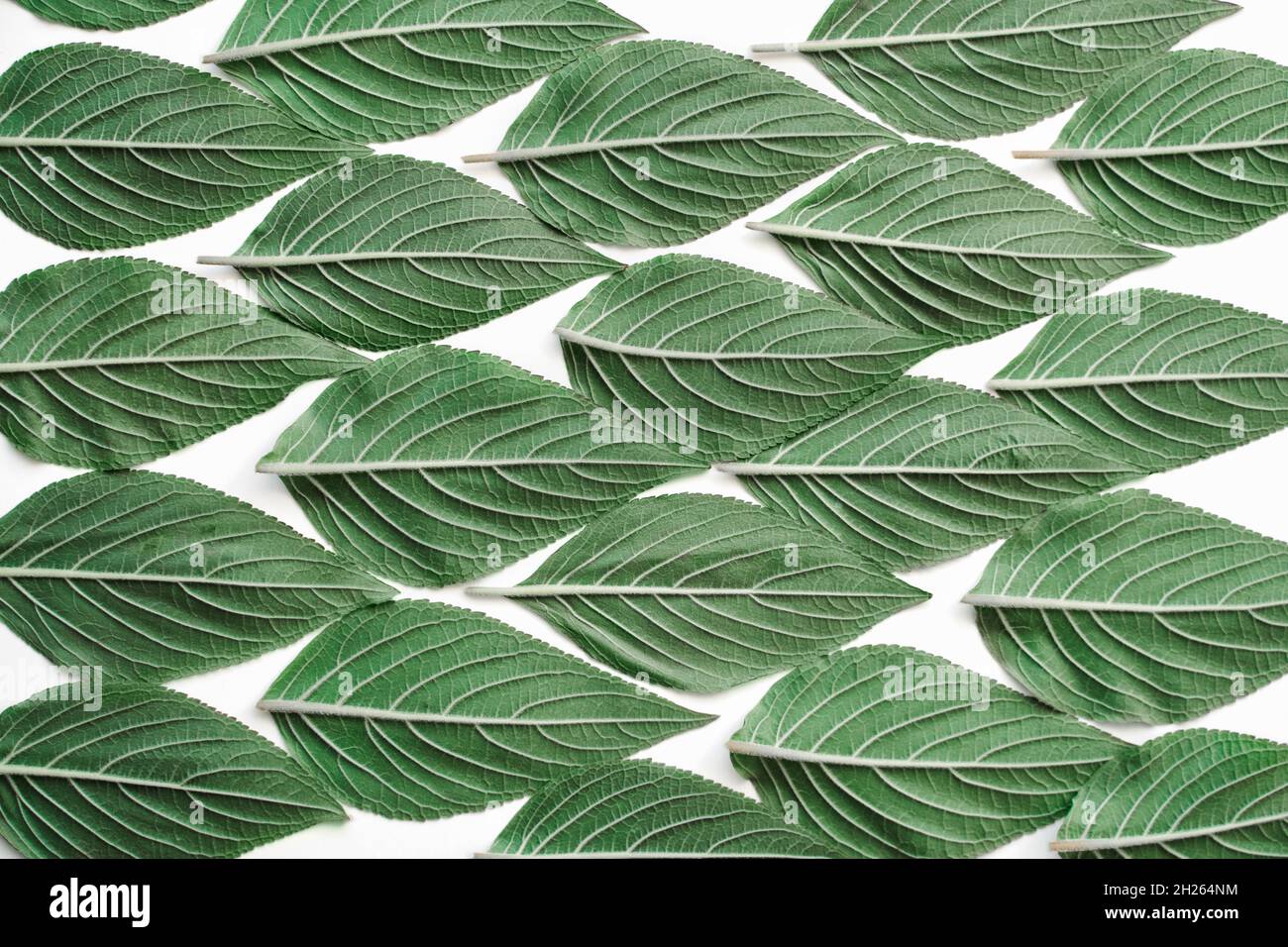 modello creativo di foglie di salvia di ananas verde con cartoncino su  sfondo bianco. Disposizione piatta Foto stock - Alamy
