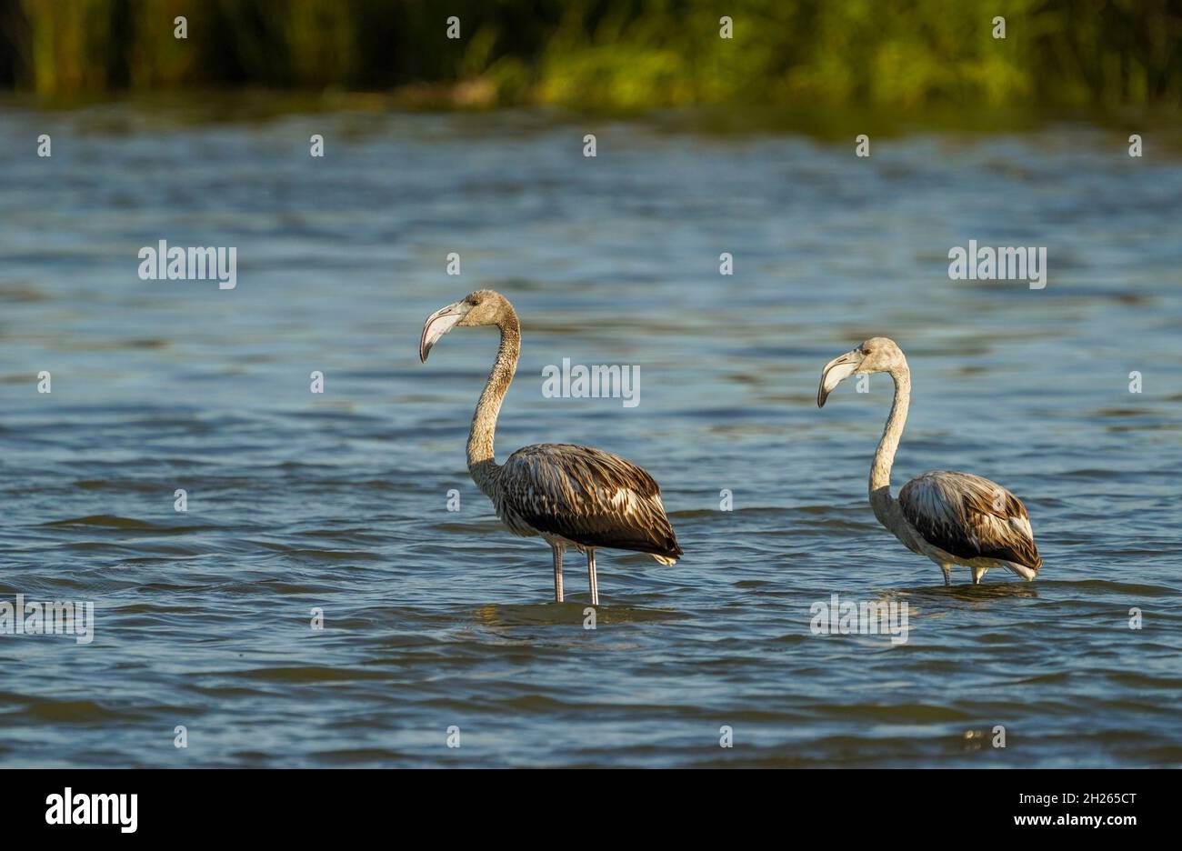 Flamingos (Fenicottero roseo) nella riserva di Guadalhorce, Malaga, Spagna. Foto Stock