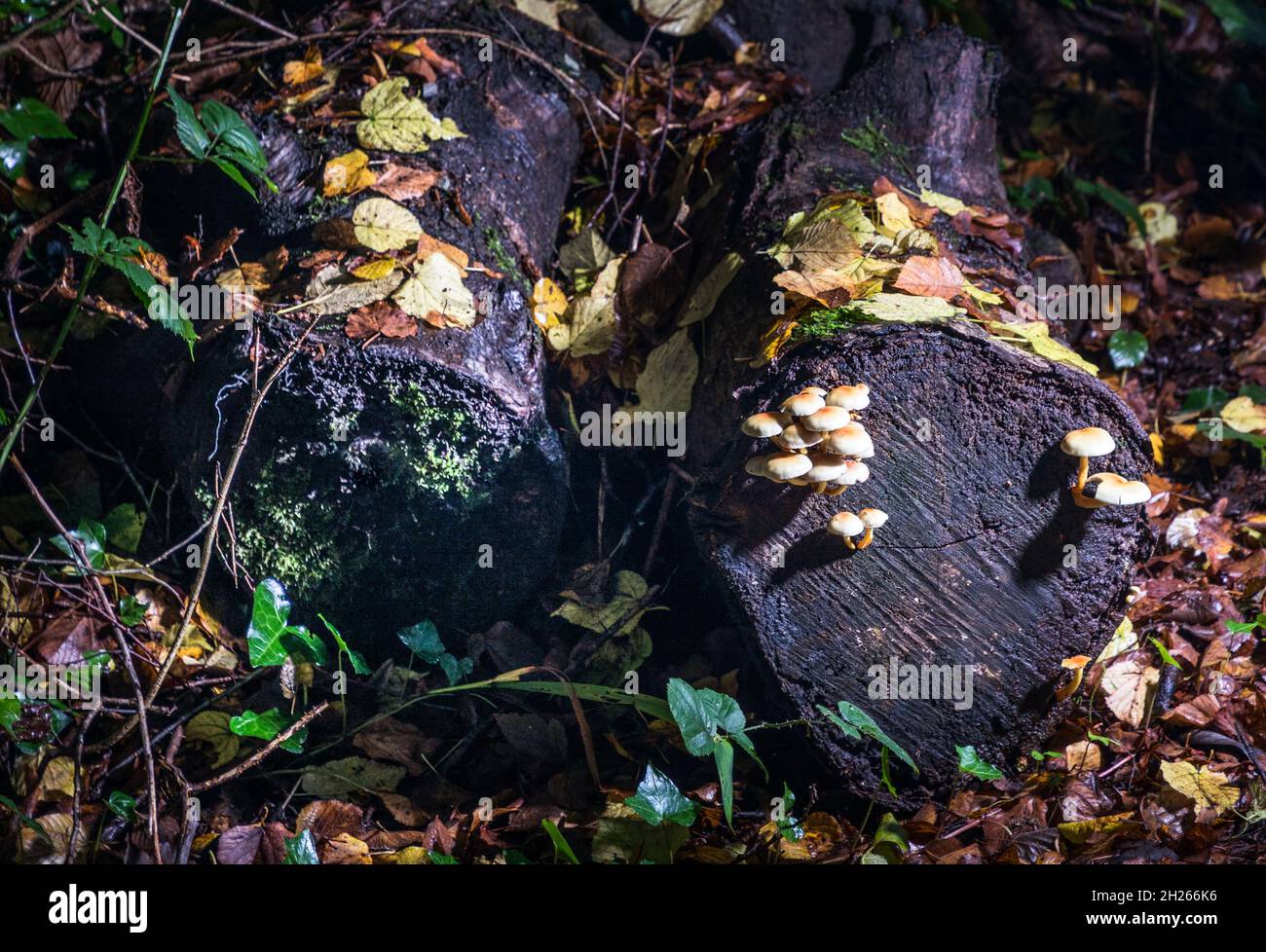 Currabinny, Cork, Irlanda. 20 Ottobre 2021. Tuft di zolfo funghi che crescono da un ceppo di albero decadente sul pavimento del bosco a Currabinny Woods, Co. Cork, Irlanda. - Foto; David Creedon / Alamy Live News Foto Stock