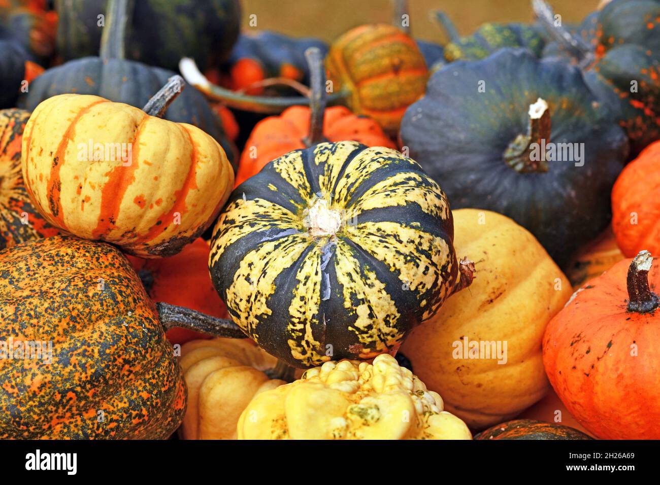 Piccola zucca ornamentale con pelle a strisce gialle e nere in pile di zucche colorate Foto Stock