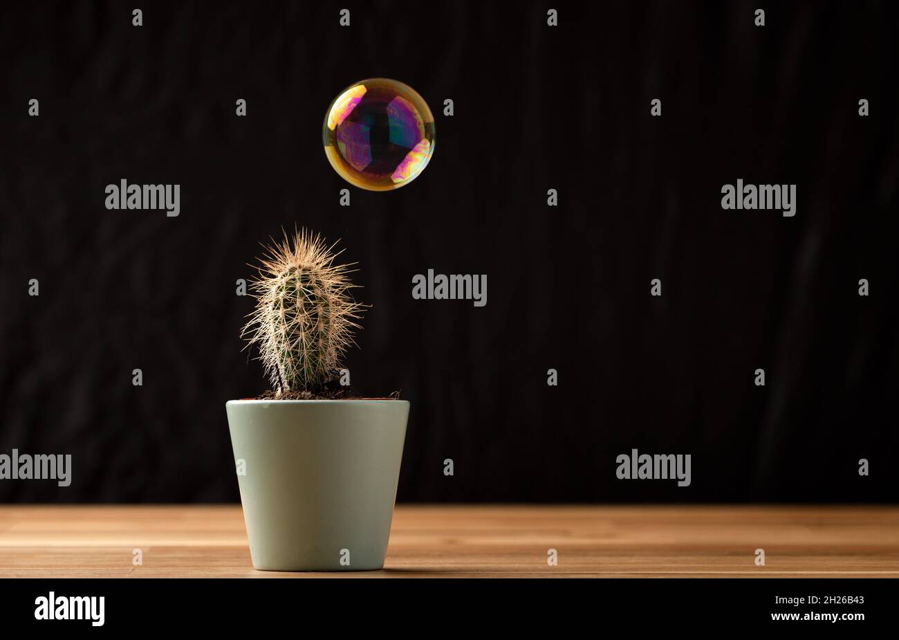 Bolla di sapone galleggiante su aria vicino al cactus succulent su sfondo nero. Concetto di rischio, pericolo, fragilità. Foto Stock