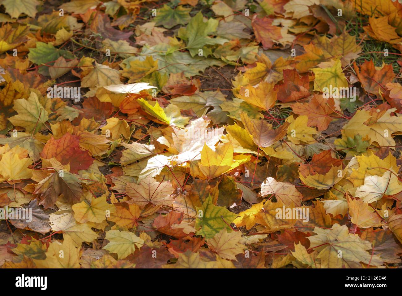 Fogliame, foglie d'autunno illuminate dal sole a terra. Foto Stock