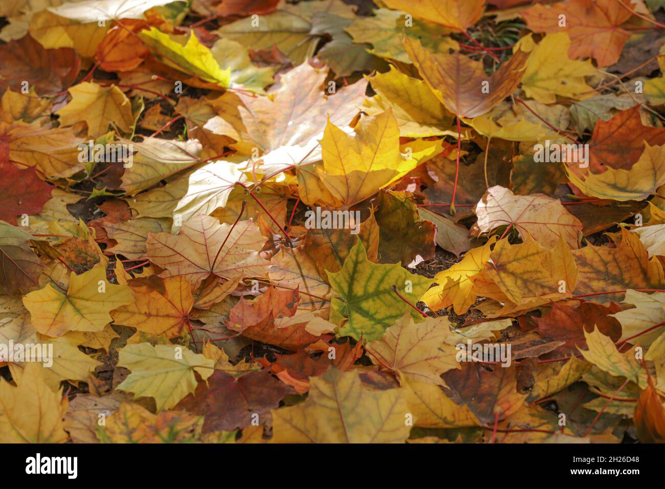 Fogliame, foglie d'autunno illuminate dal sole a terra. Foto Stock