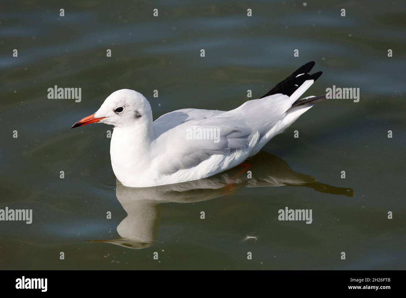 Singolo gabbiano a testa nera Chromicocephalus ridibundus nuoto Slimbridge Wildfowl e Wetland Trust UK Foto Stock