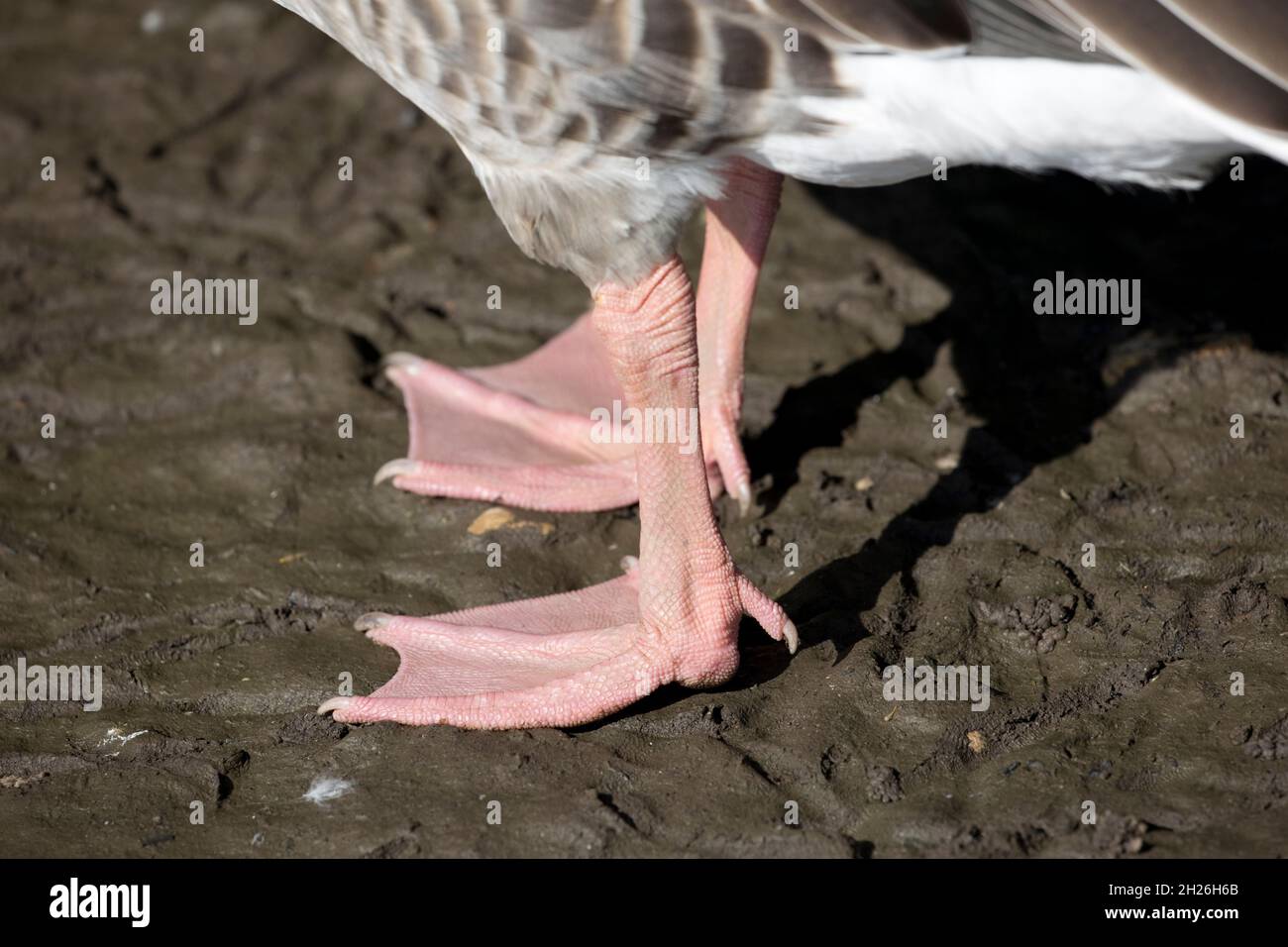 I piedi rosa del singolo Greylag oca Anser Anser al Wildfowl e Wetlands Trust Slimbridge UK Foto Stock