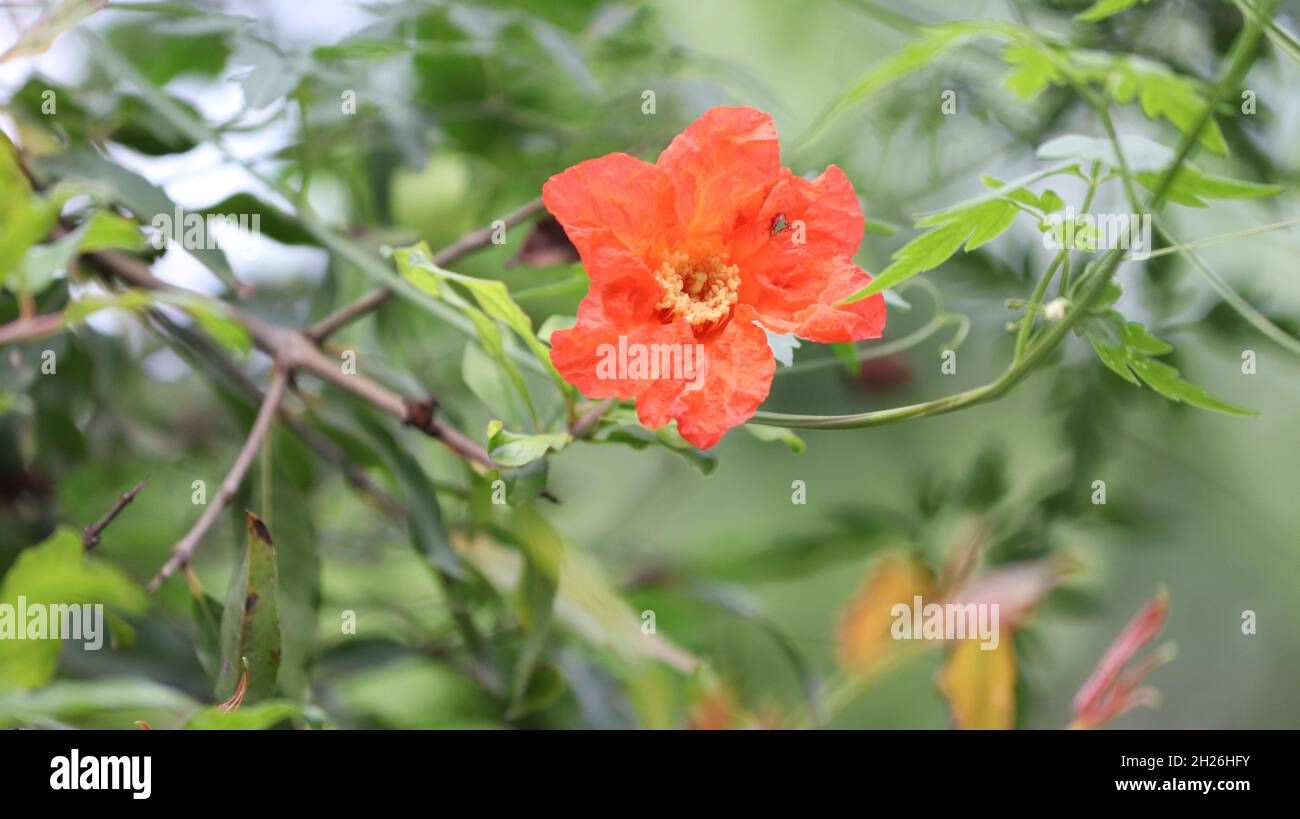 fiore di melograno con fondo pallido di foglie verdi Foto Stock