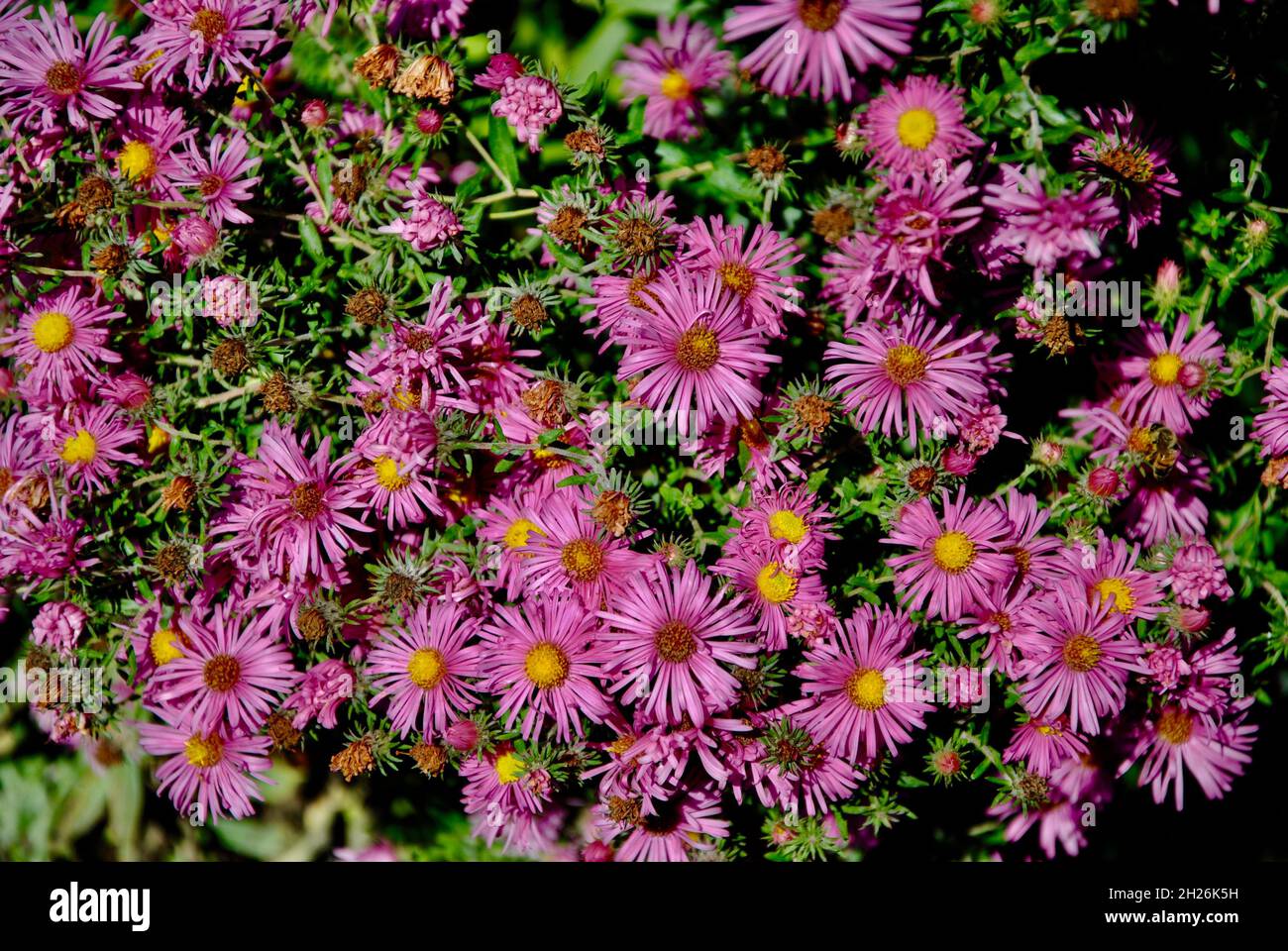 fiori di autunno Foto Stock