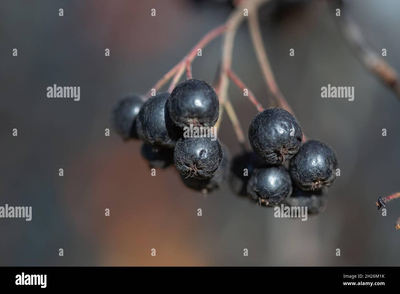 Bacche di chokeberry mature in autunno, fuoco selettivo, sfondo sfocato Foto Stock