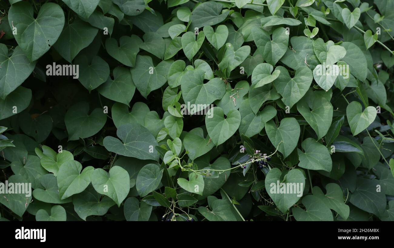 E' un bel paesaggio con piccole piante e viti che sono chiamate mosaico verde Foto Stock