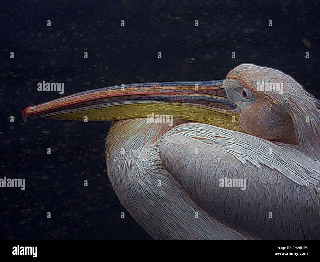 Illustrazione artistica multimediale del grande Pelican bianco AKA orientale o Rosy (Pelecanus onocrotalus) drammatica testa e disegno di legge in grassetto colori riproduttori Foto Stock