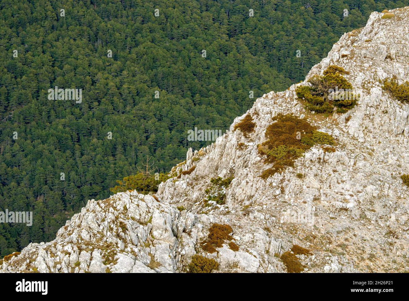 Pini e roccia solida nella stessa cornice Foto Stock