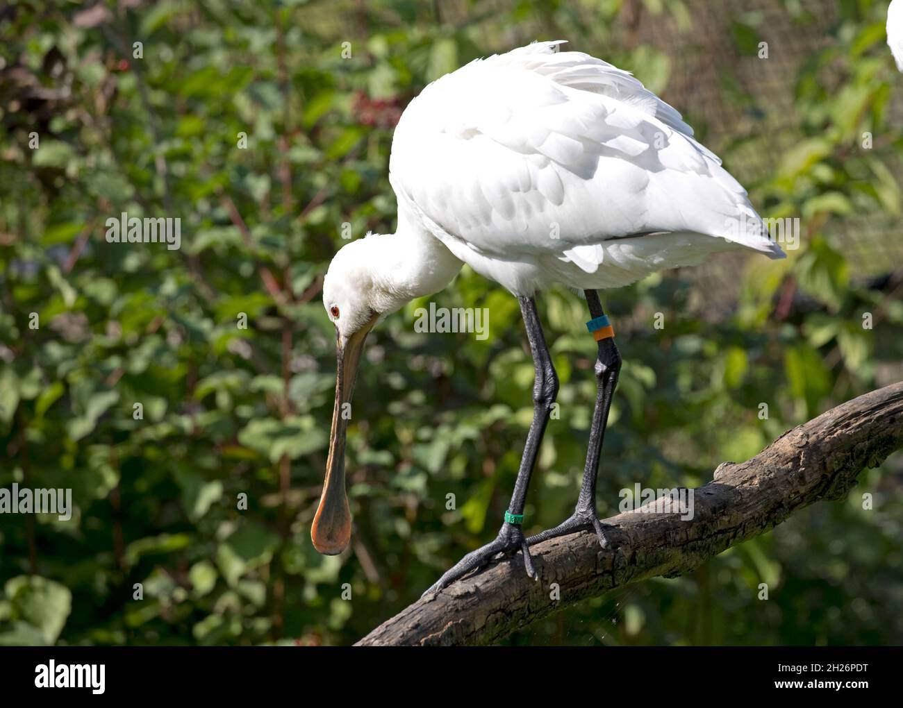 Spoonbill Platalea leucorodia Slimbridhe Wildfowl e Wetland Trust UK Foto Stock