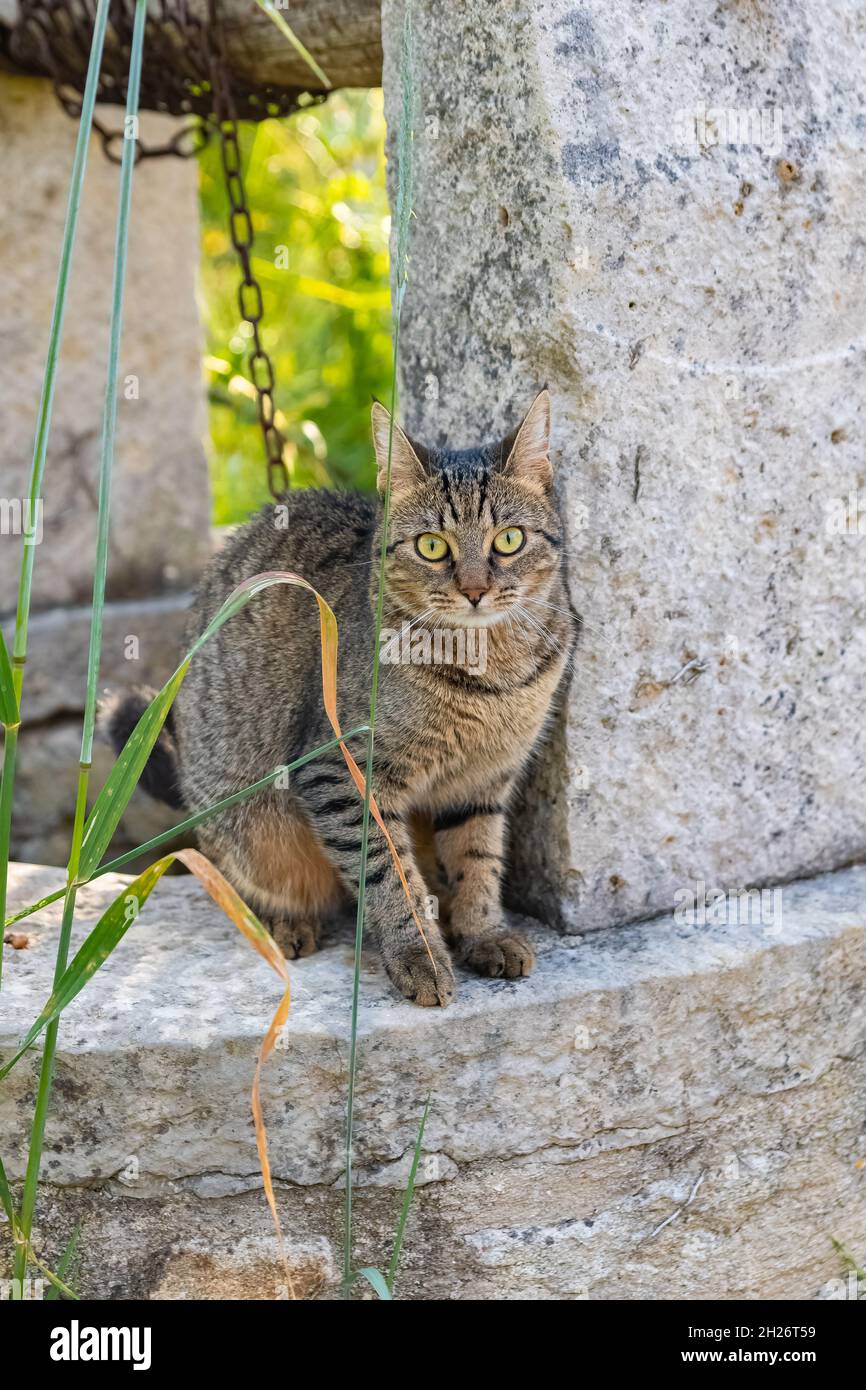 Un bel gatto in piedi sul margine del pozzo nel giardino Foto Stock