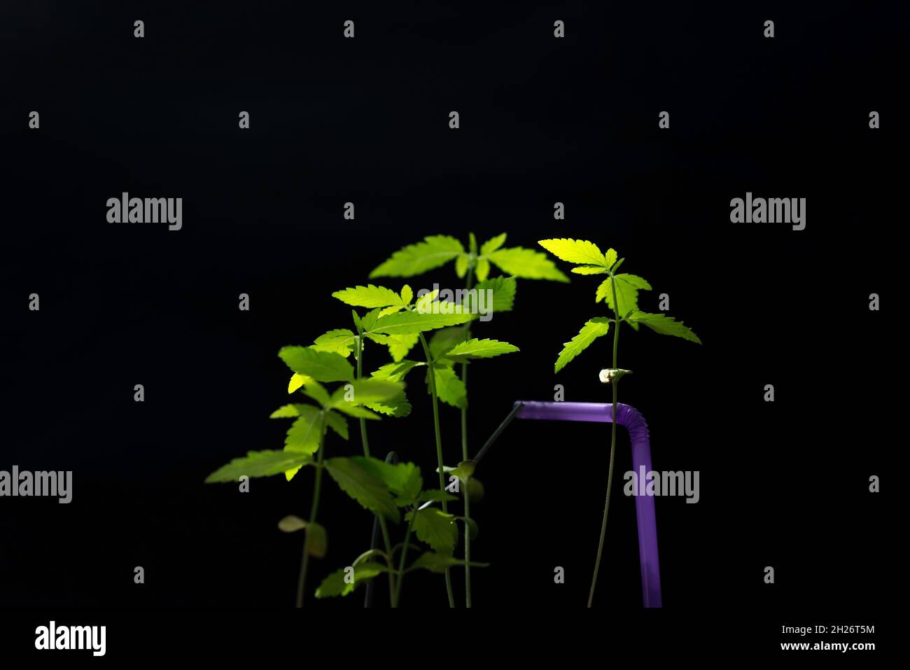 la cannabis germogli su sfondo nero raggio di luce. Foto Stock