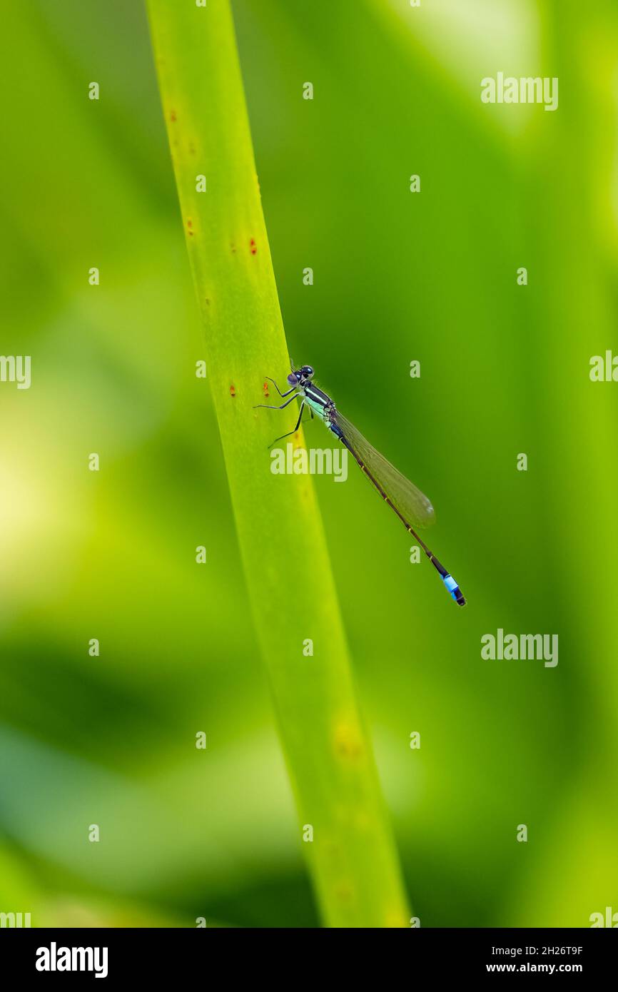 Una damselfly azzurra, Coenagrion puella, su un gambo in primavera Foto Stock