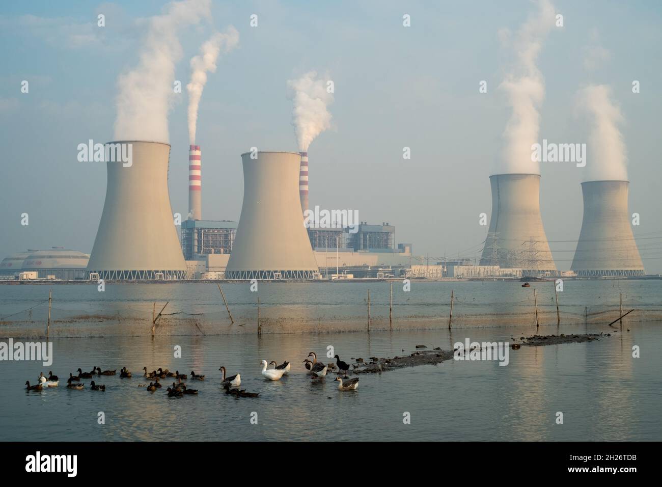 Un gregge di pollame che vagano sull'acqua di fronte ad una centrale elettrica di Tianjin, Cina. 19 ottobre 2021 Foto Stock