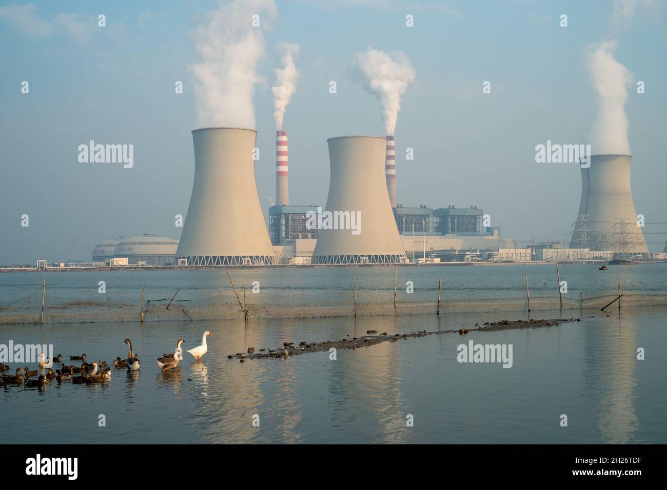 Un gregge di pollame che vagano sull'acqua di fronte ad una centrale elettrica di Tianjin, Cina. 19 ottobre 2021 Foto Stock