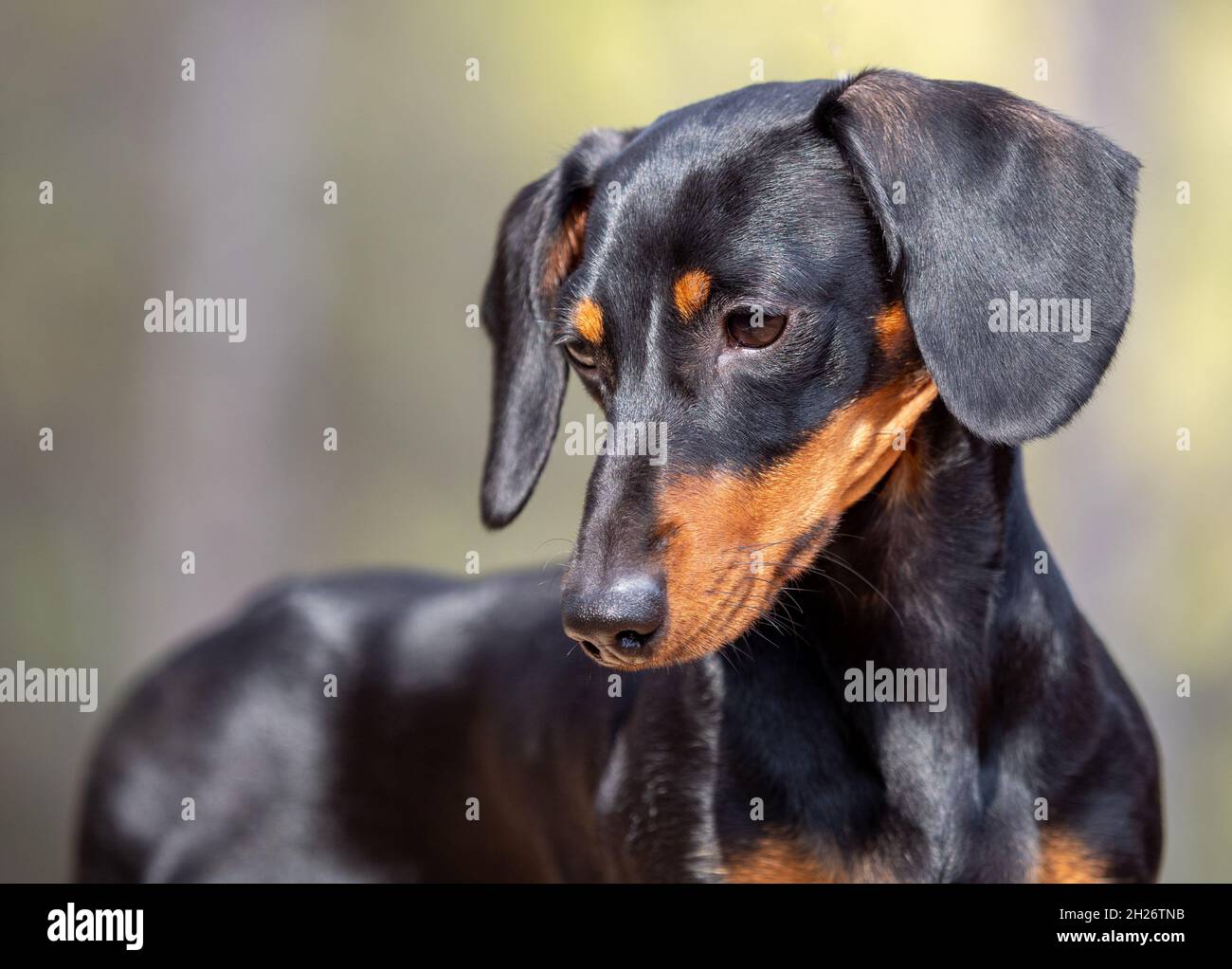 Ritratto di giovane nero a capelli corti Dachshund miniatura cane tedesco purebred fuoco all'aperto Foto Stock