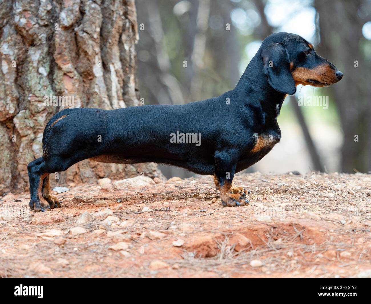Ritratto di giovane nero short-haired Dachshund Ministura tedesco purebred cane fuoco all'aperto Foto Stock