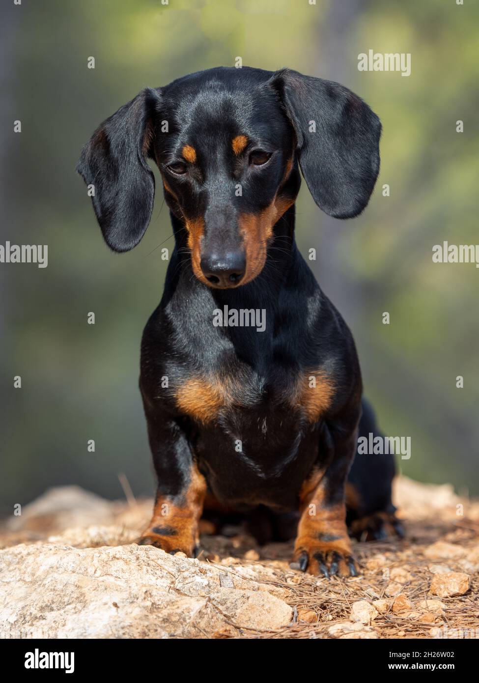Ritratto di giovane nero short-haired Dachshund Ministura tedesco purebred cane fuoco all'aperto Foto Stock