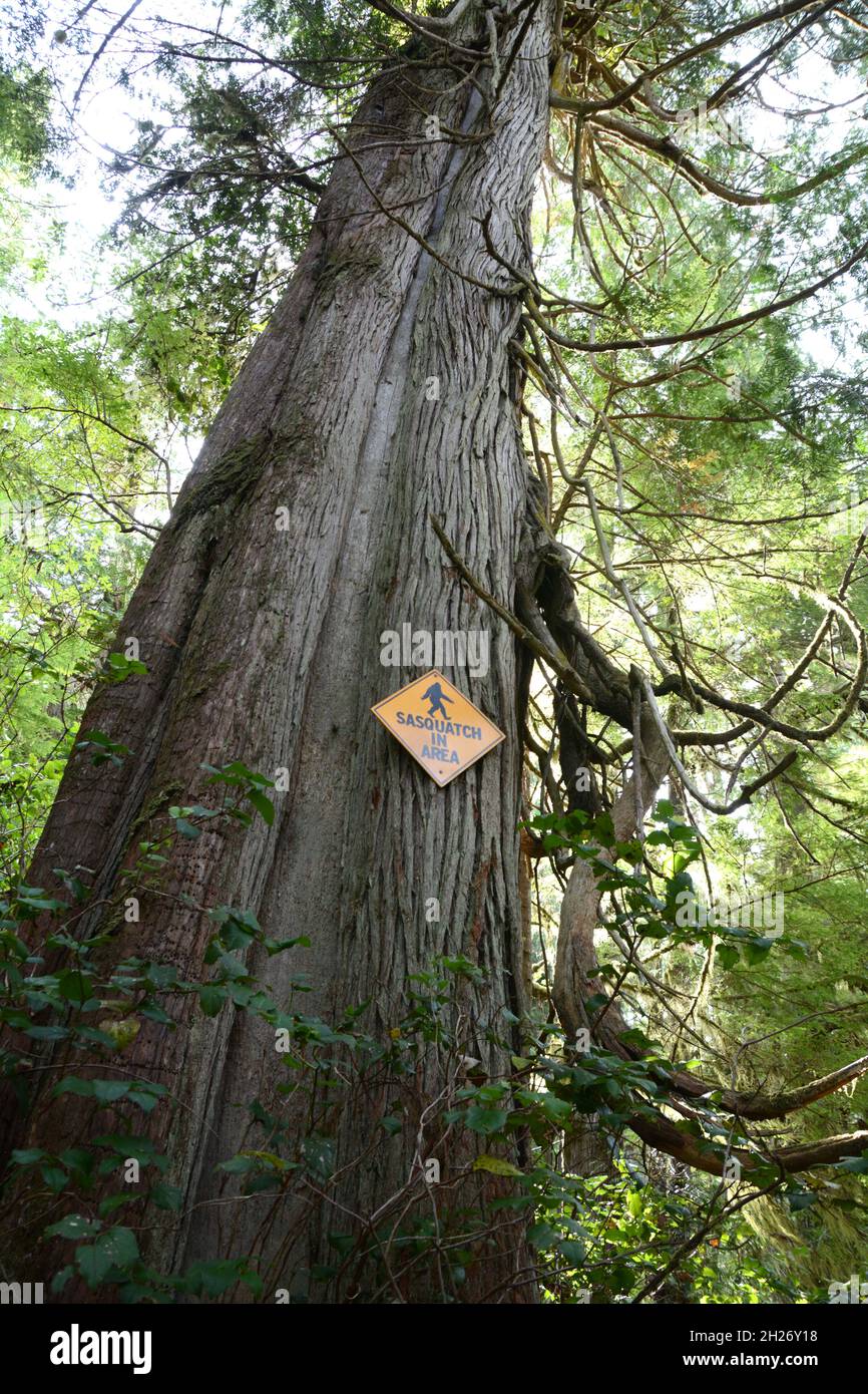 Un cartello su un vecchio cedro rosso occidentale che legge 'Sasquatch in Area' sull'Isola di Meares, vicino Tofino, Vancouver Island, British Columbia, Canada. Foto Stock