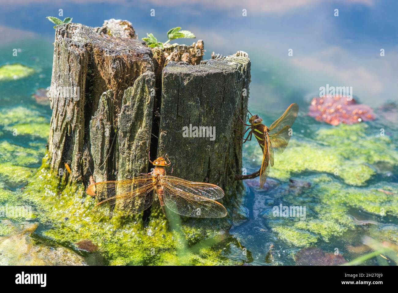 Falco bruno grande libellula grandis Aeshnidae Foto Stock