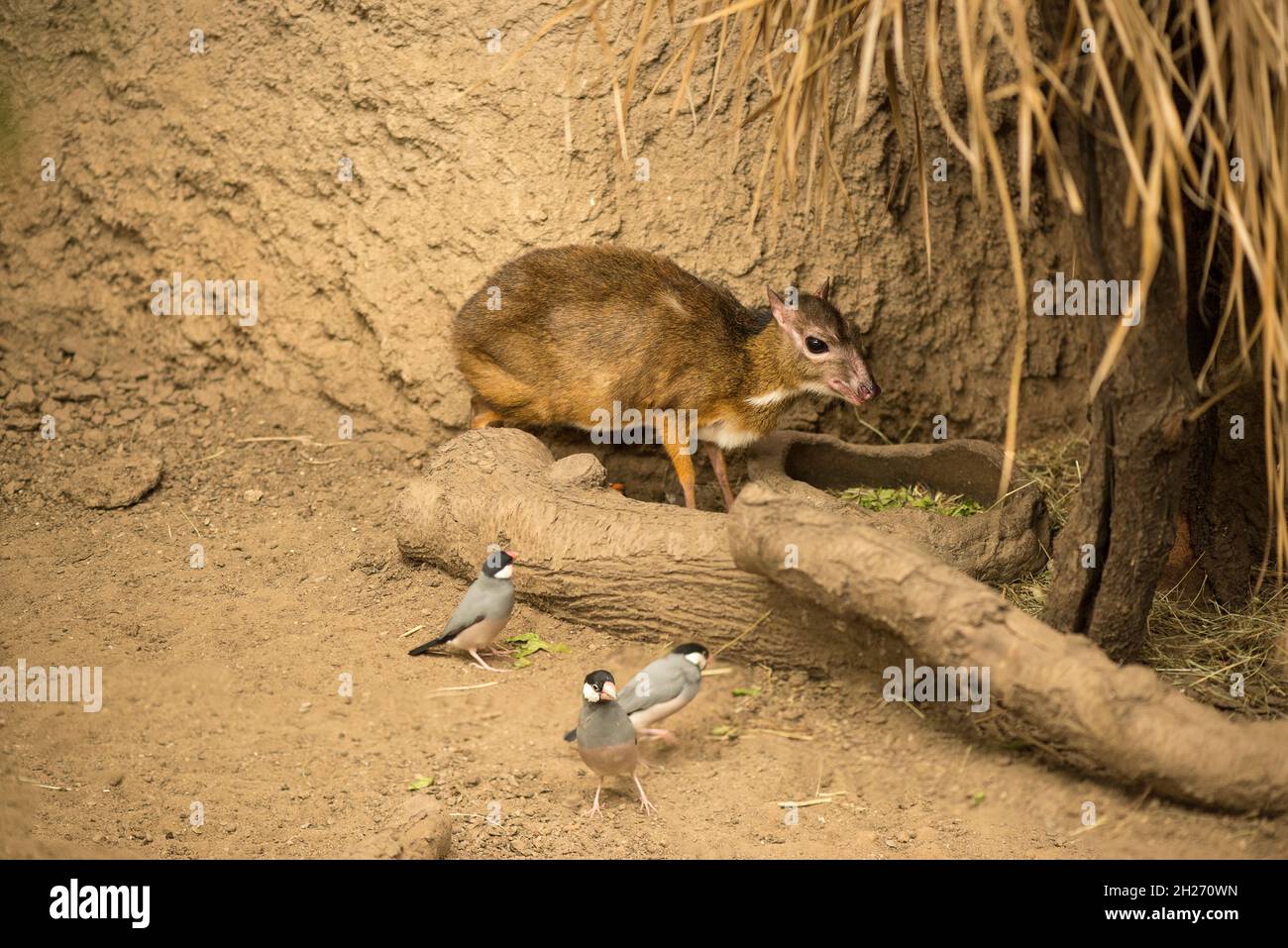 Cervi di topo Java con piccoli uccelli Foto Stock
