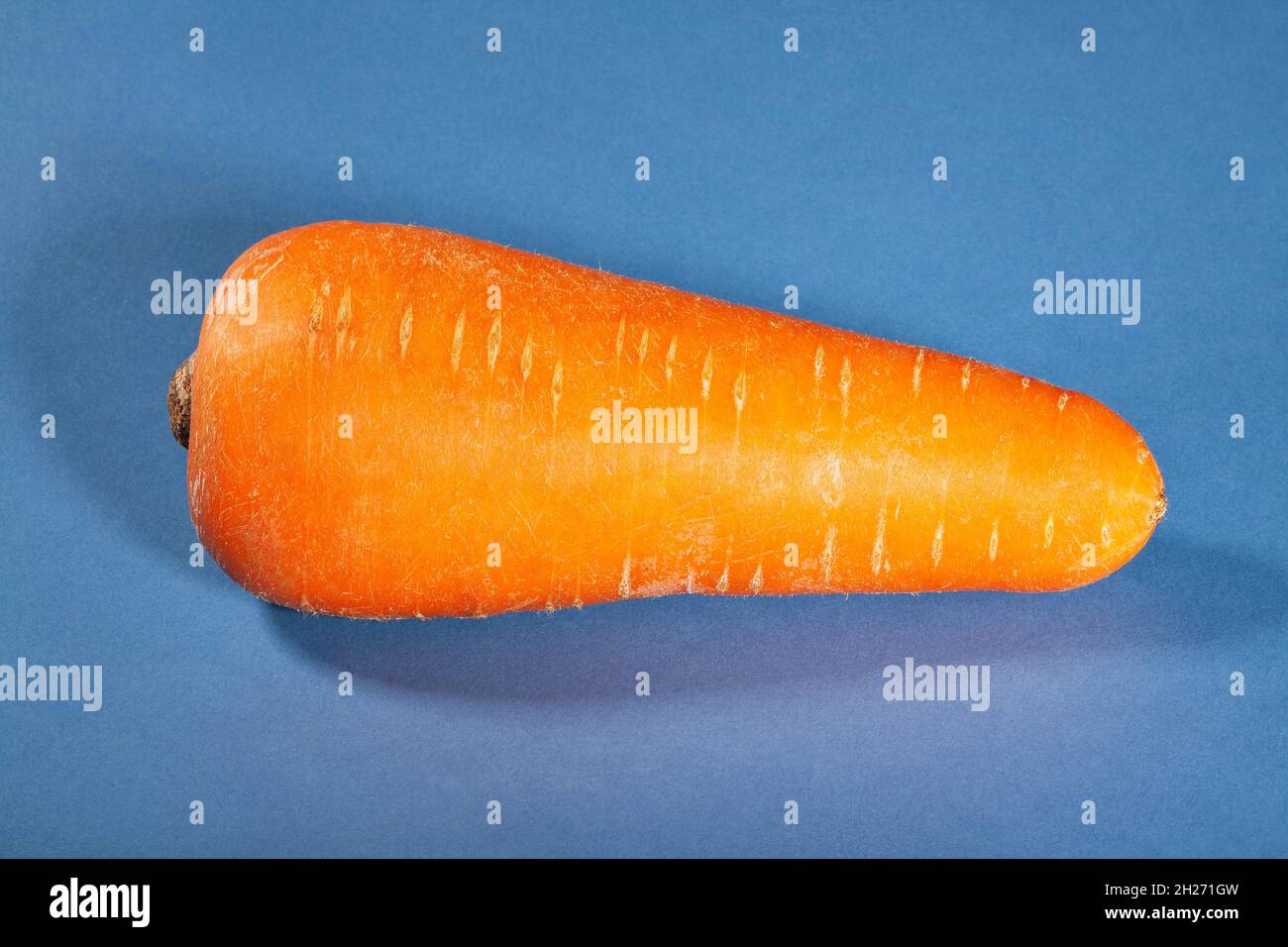 carota singola su sfondo blu Foto Stock