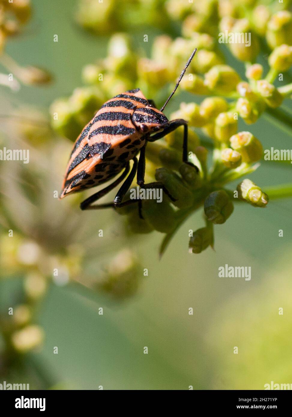 GRAPHOSOMA LINEATUM specie di bug scudo Foto Stock