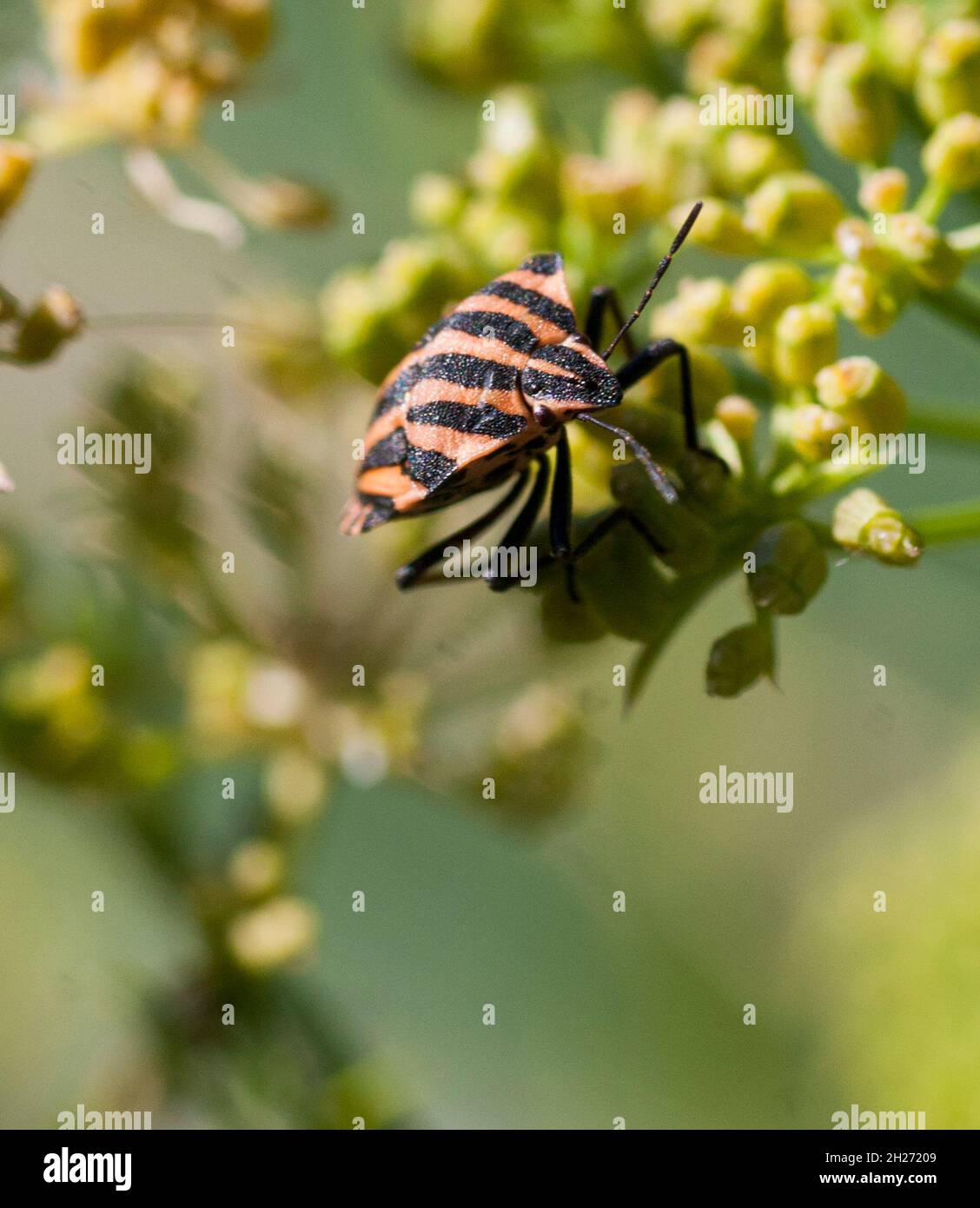 GRAPHOSOMA LINEATUM specie di bug scudo Foto Stock