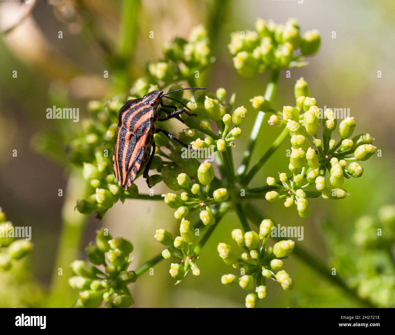 GRAPHOSOMA LINEATUM specie di bug scudo Foto Stock