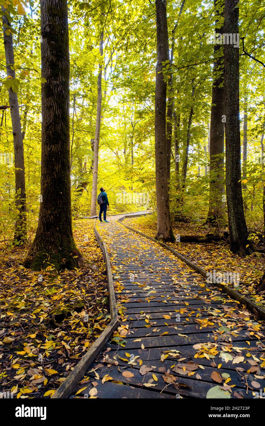 Giovane uomo in piedi e ammirando la natura ed è circondato da colorati alberi di autunno e sentiero di legno escursionistico, Gothenburg, Svezia Foto Stock