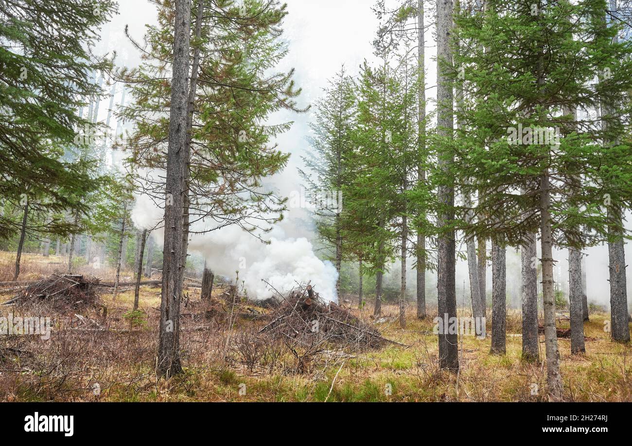 Combustione controllata di legno essiccato e rami al fine di prevenire il fuoco naturale, Wyoming, USA. Foto Stock