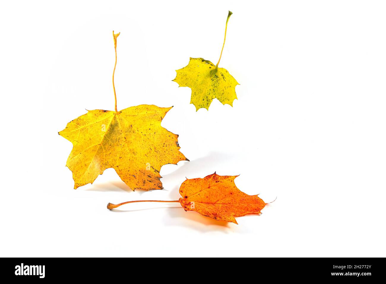 Tre coloratissime foglie autunnali di un acero che cadono, isolate con piccole ombre su sfondo bianco, biglietto d'auguri stagionale, spazio copia, sele Foto Stock