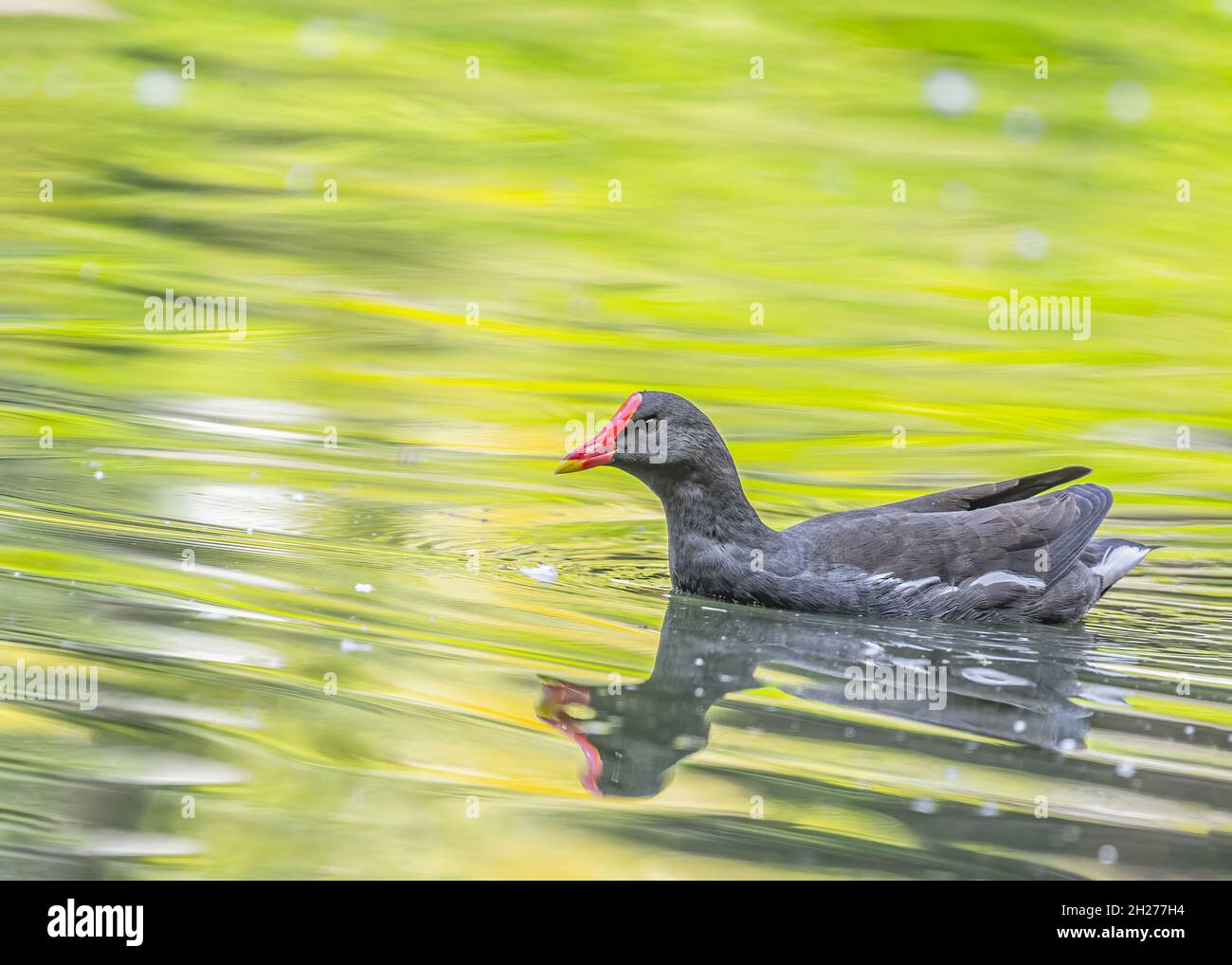Eurasian Moorhen nuotare nel lago e godersi il tempo Foto Stock