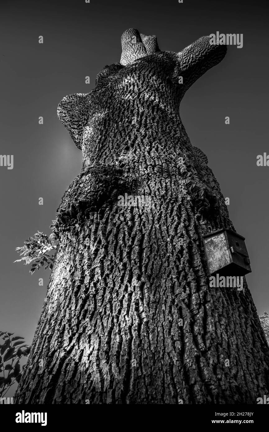 Immagine in bianco e nero di vecchio albero di quercia meno rami ma bello tronco di corteccia con birdbox attaccato. Nessuna gente. Foto Stock