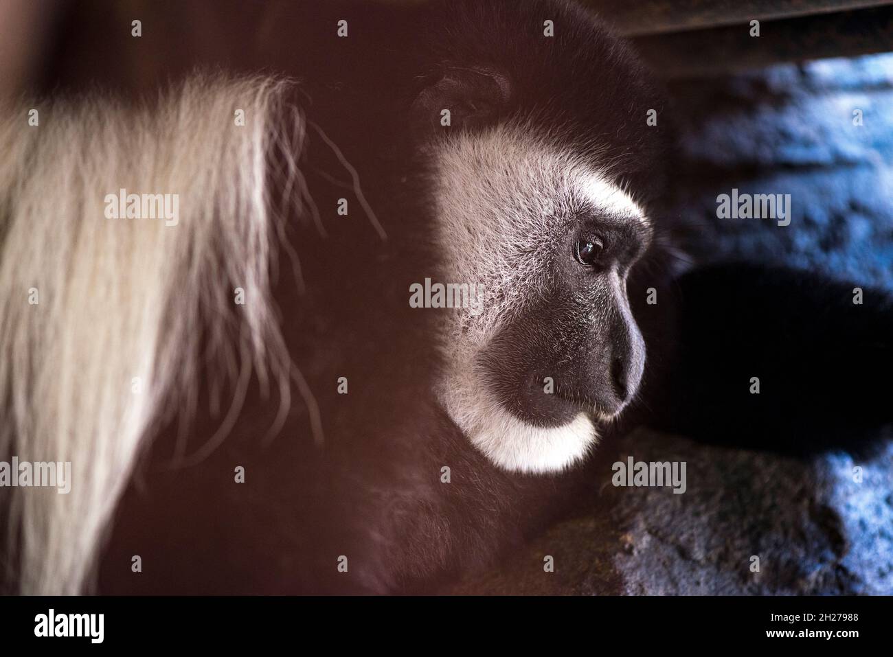 starring tristemente fuori nella luce Foto Stock