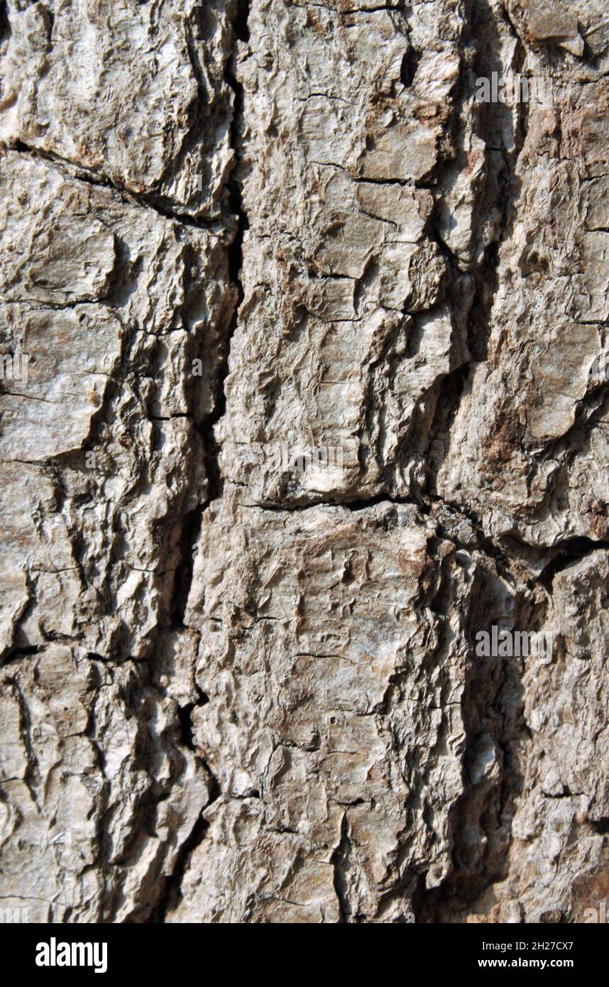 Superficie grigia marrone della corteccia di un tronco di quercia Foto Stock