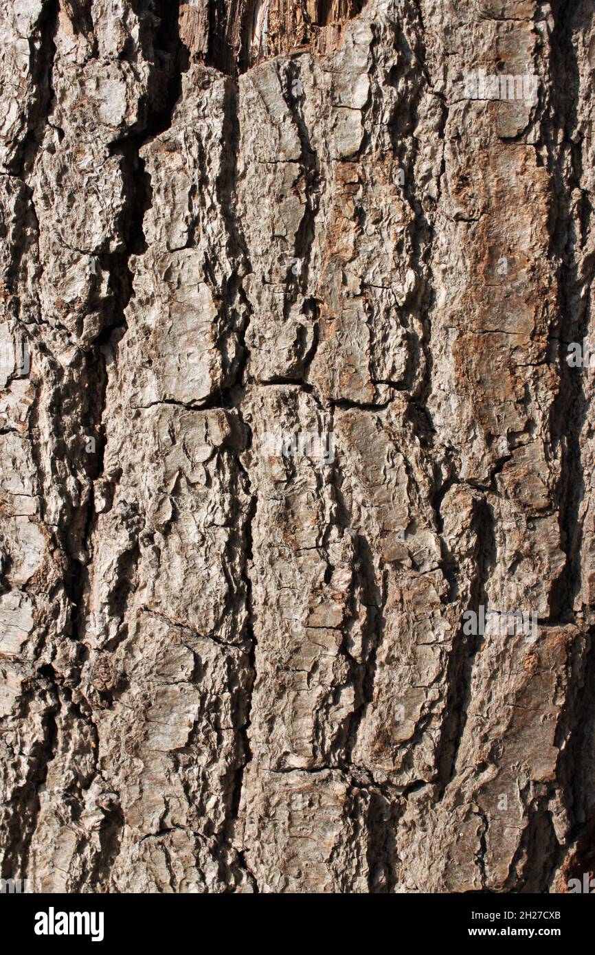 Superficie grigia marrone della corteccia di un tronco di quercia Foto Stock