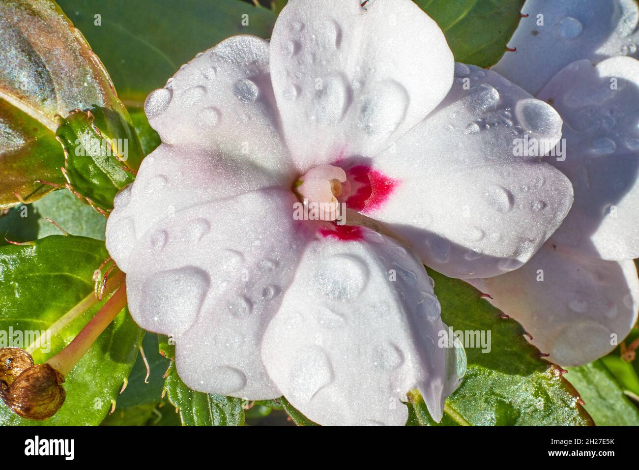 Macro fotografia di un ciclamino bianco dopo pioggia con gocce d'acqua sui suoi petali. Fotografia orizzontale. Messa a fuoco selettiva. Foto Stock