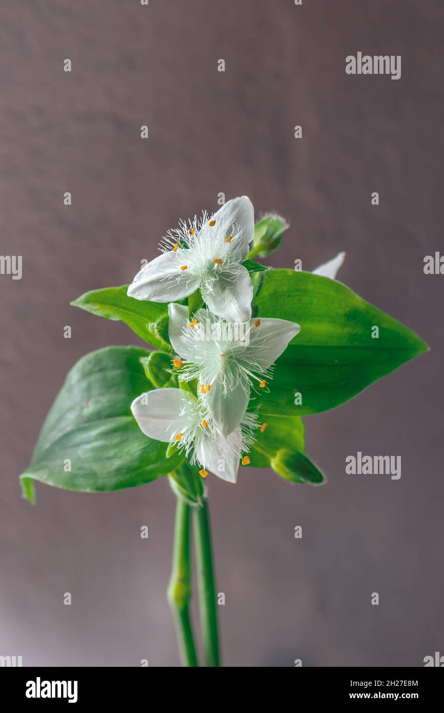 (Tradescantia fluminensis) spiderwort a foglia piccola, fiore selvatico bianco, Città del Capo, Sudafrica Foto Stock