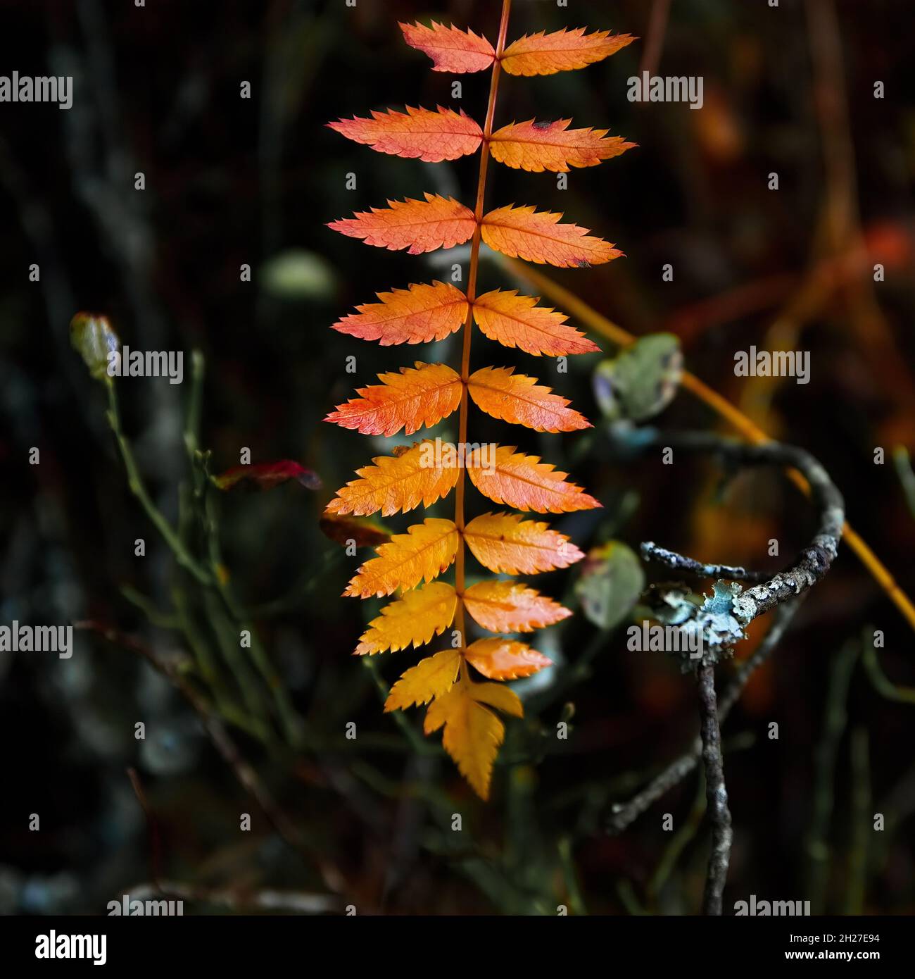 Umore di autunno Foto Stock