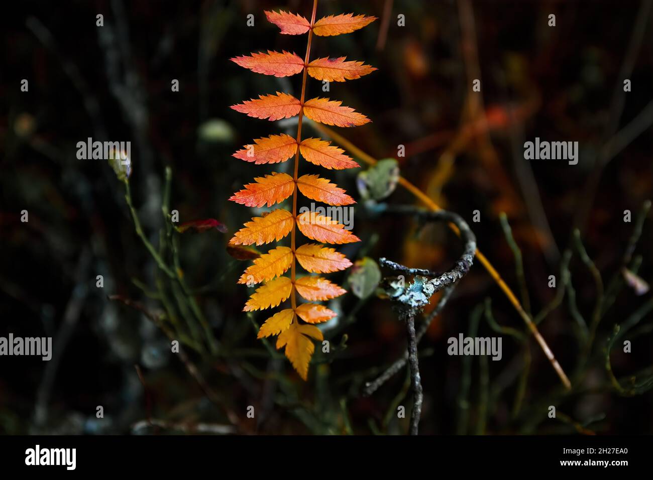 Umore di autunno Foto Stock