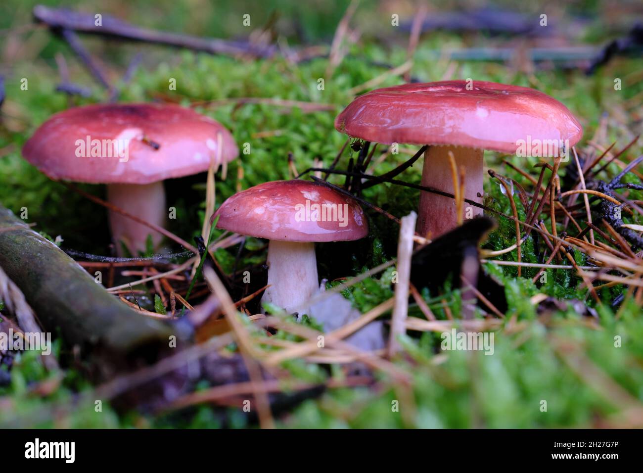 Tre funghi Russula rosa freschi che crescono in muschio verde nella foresta Foto Stock