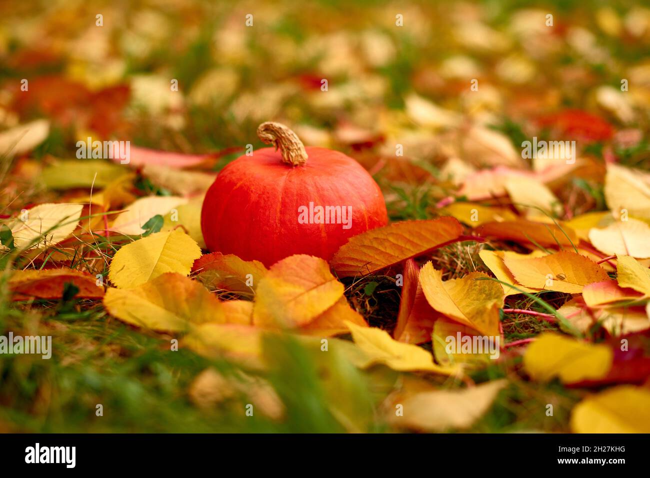 foglie cadute con zucca. orizzontale profondità poco profonda di campo foto Foto Stock