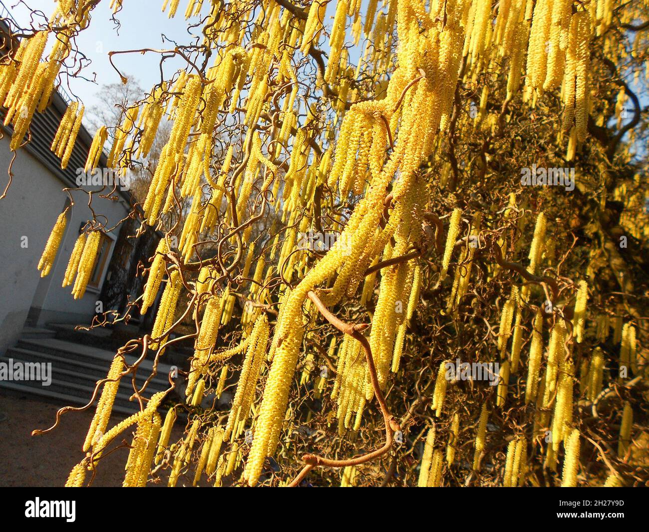 Korkenzieherweide im Frühling im Botanischen Garten in Linz, Österreich, Europa - Corkscrew willow in primavera nel giardino botanico di Linz, Austria, Foto Stock