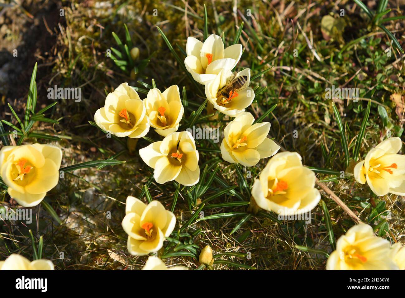 Krokusse im Frühling im Salzkammergut mit einer Biene (Oberösterreich, Österreich) - Die rund 240 Krokusarten sind vor allem im Orient, aber auch in e Foto Stock