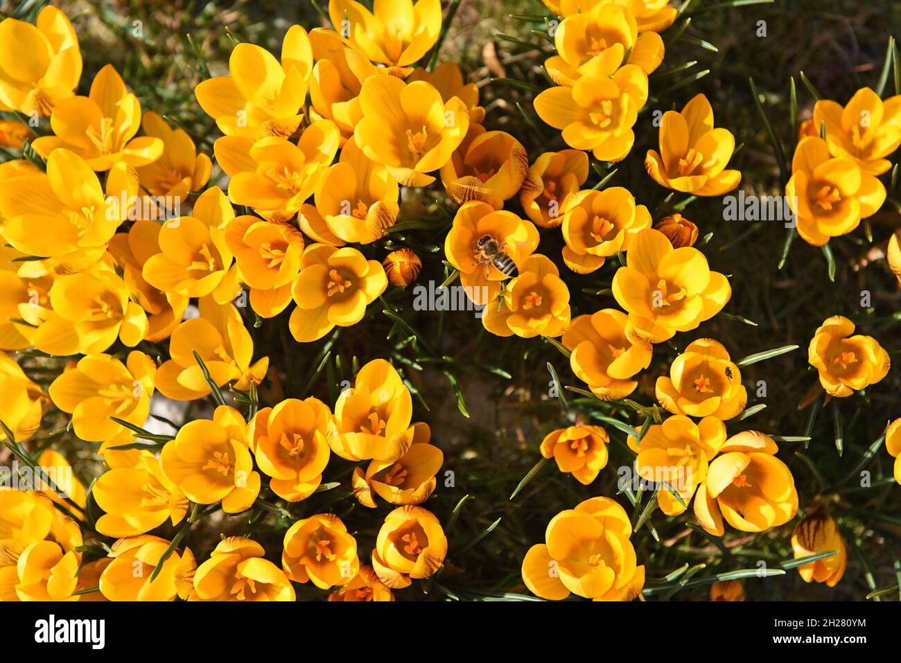 Krokusse im Frühling im Salzkammergut mit einer Biene (Oberösterreich, Österreich) - Die rund 240 Krokusarten sind vor allem im Orient, aber auch in e Foto Stock